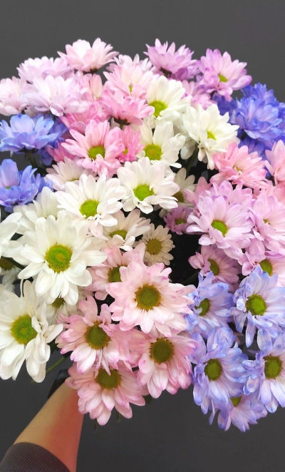 Букет хризантем «Взрыв красок»