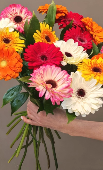 Монобукет гербер «Яркие герберы»