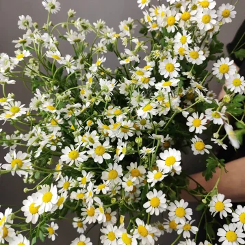 Букет «Гарвард»