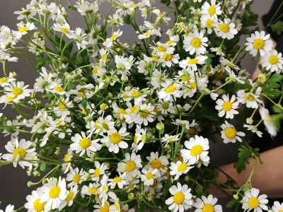 Букет «Гарвард»