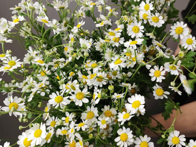 Букет «Гарвард»