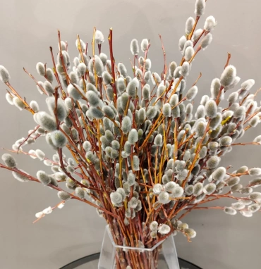 Букет «из Вербы»