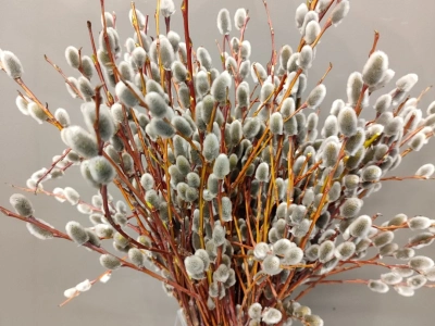 Букет «из Вербы»