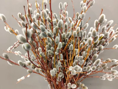 Букет «из Вербы»