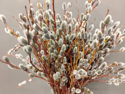 Букет «из Вербы»