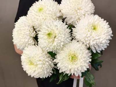 Монобукет «из 7 крупных хризантем»