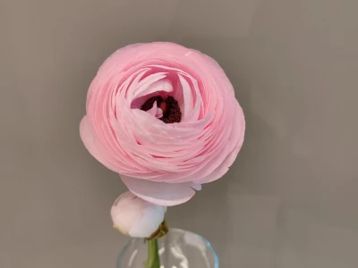 Нежный розовый ранункулюс