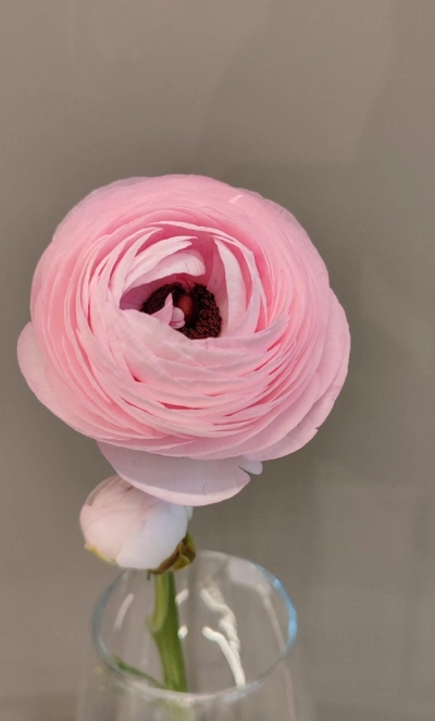 Нежный розовый ранункулюс