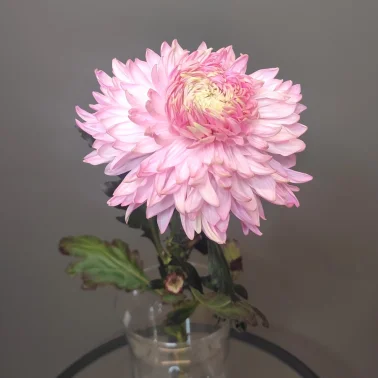 Хризантема воздушная розовая