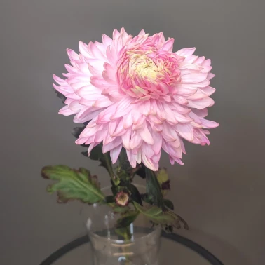 Хризантема воздушная розовая