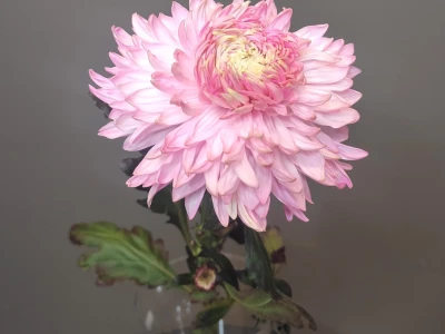 Хризантема воздушная розовая