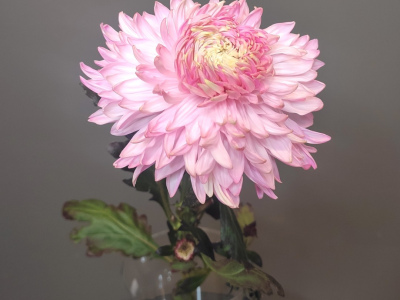 Хризантема воздушная розовая