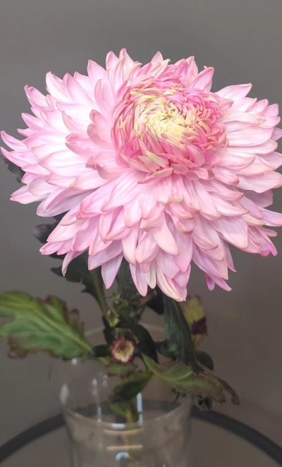 Хризантема воздушная розовая