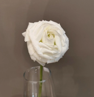 Белый ранункулюс