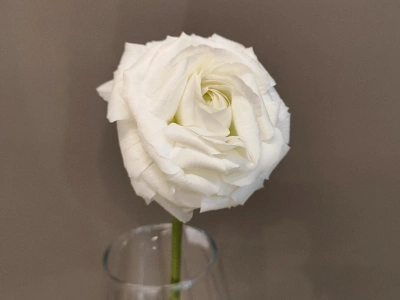 Белый ранункулюс