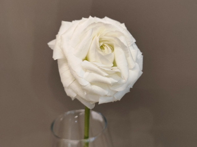 Белый ранункулюс