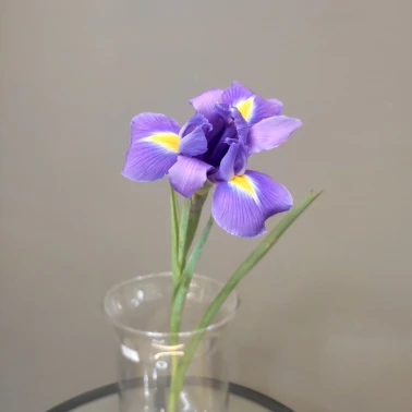 Синий ирис