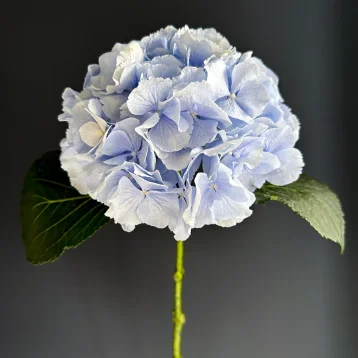 Голубая гортензия