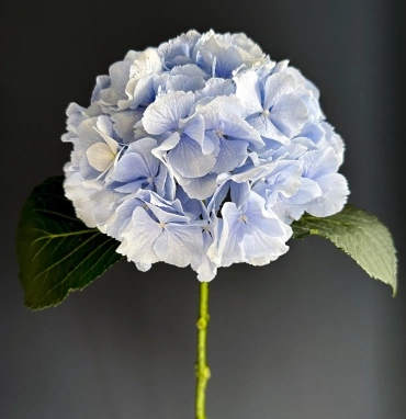 Голубая гортензия