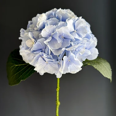 Голубая гортензия