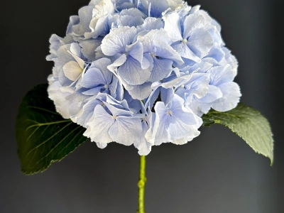 Голубая гортензия