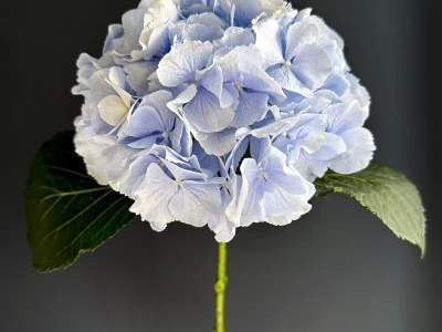 Голубая гортензия
