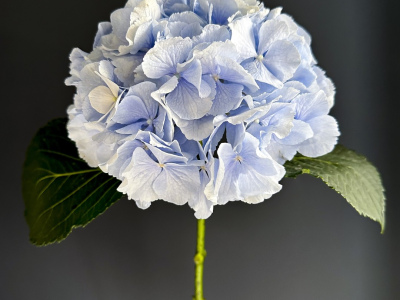 Голубая гортензия