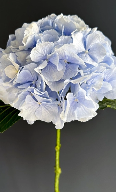 Голубая гортензия