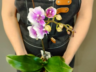 Орхидея фаленопсис «Шармэль»