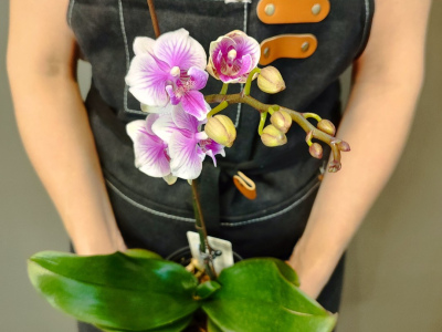 Орхидея фаленопсис «Шармэль»