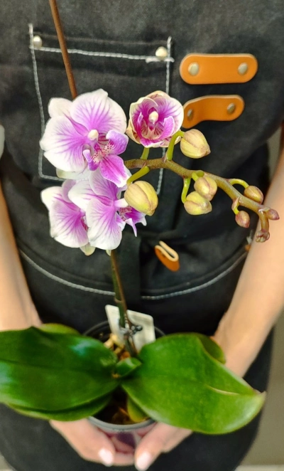 Орхидея фаленопсис «Шармэль»