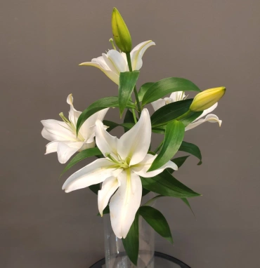 Лилия белая