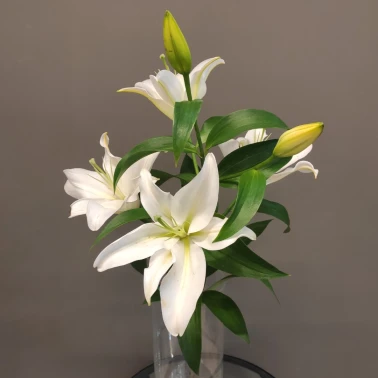 Лилия белая