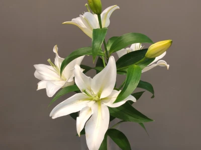 Лилия белая