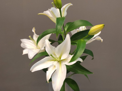 Лилия белая