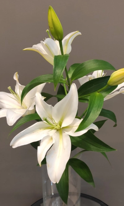 Лилия белая