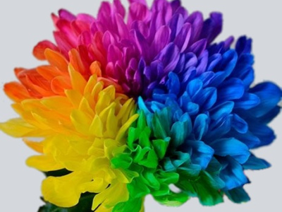 Хризантема радужная