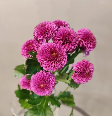 Хризантема сантини «Пурпурная»