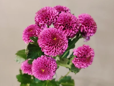 Хризантема сантини «Пурпурная»