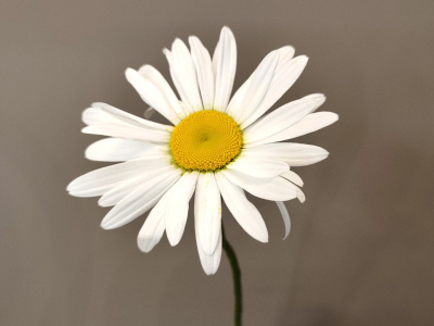 Ромашка крупная