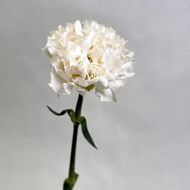 Диантус белый