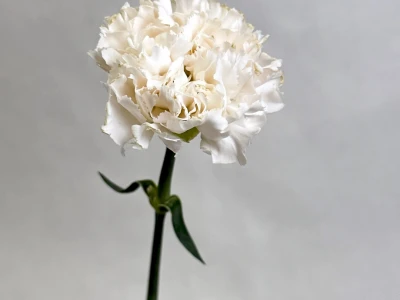 Диантус белый