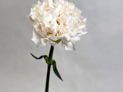 Диантус белый