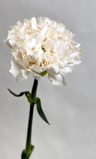 Диантус белый