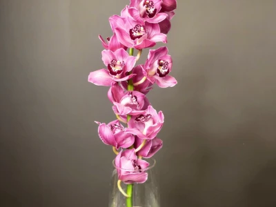 Орхидея Цимбидиум красная