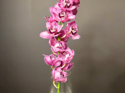 Орхидея Цимбидиум красная