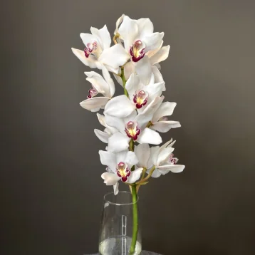 Орхидея Цимбидиум белая