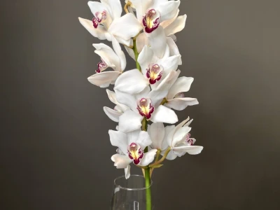 Орхидея Цимбидиум белая