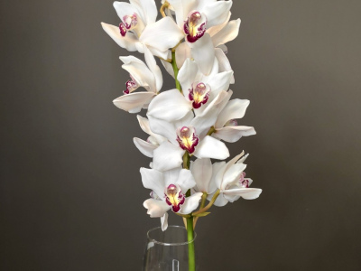 Орхидея Цимбидиум белая