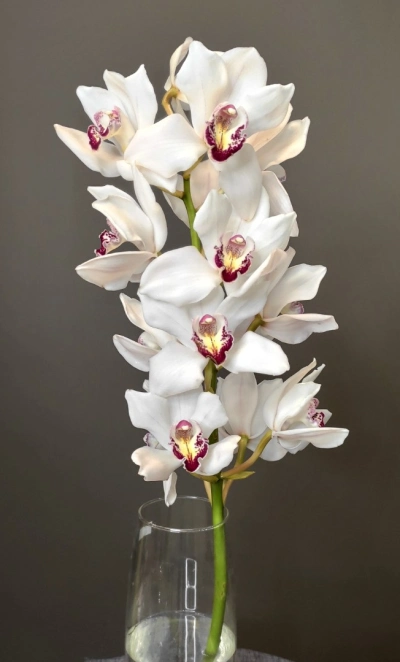 Орхидея Цимбидиум белая